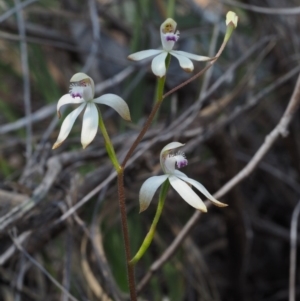 Caladenia ustulata at Aranda, ACT - suppressed