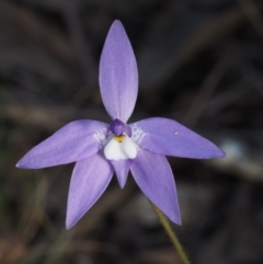 Glossodia major (Wax Lip Orchid) at Aranda, ACT - 30 Sep 2015 by KenT