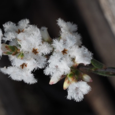 Leucopogon virgatus (Common Beard-heath) at Aranda Bushland - 1 Oct 2015 by KenT