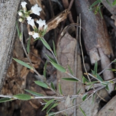 Leucopogon virgatus at Aranda, ACT - 1 Oct 2015 10:03 AM