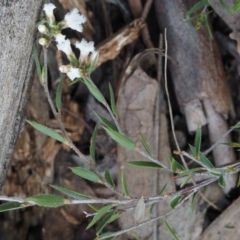 Leucopogon virgatus at Aranda, ACT - 1 Oct 2015