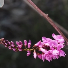Indigofera australis subsp. australis (Australian Indigo) at Aranda Bushland - 1 Oct 2015 by KenT
