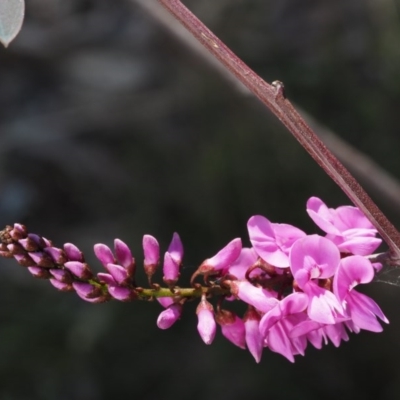 Indigofera australis subsp. australis (Australian Indigo) at Aranda Bushland - 1 Oct 2015 by KenT