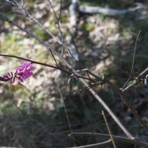 Indigofera australis subsp. australis at Aranda, ACT - 1 Oct 2015 11:10 AM