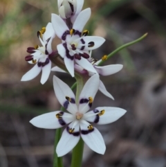 Wurmbea dioica subsp. dioica (Early Nancy) at Aranda Bushland - 1 Oct 2015 by KenT