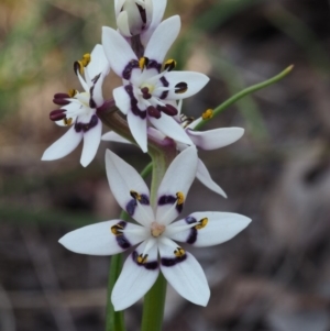 Wurmbea dioica subsp. dioica at Aranda, ACT - 1 Oct 2015