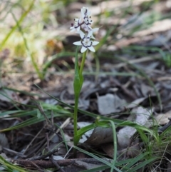 Wurmbea dioica subsp. dioica at Aranda, ACT - 1 Oct 2015