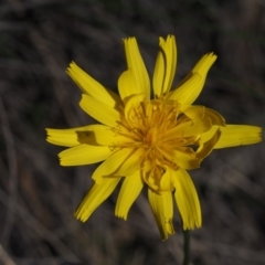 Microseris walteri (Yam Daisy, Murnong) at Aranda, ACT - 1 Oct 2015 by KenT