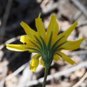 Microseris walteri at Aranda, ACT - 1 Oct 2015