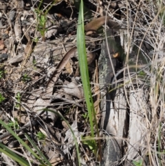 Microseris walteri at Aranda, ACT - 1 Oct 2015