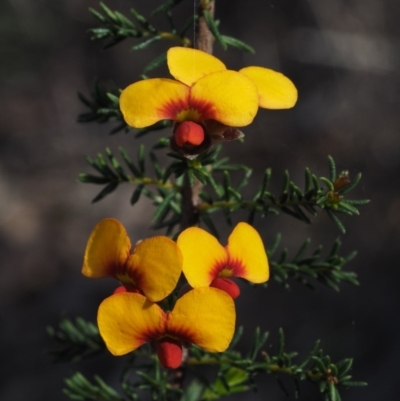 Dillwynia phylicoides (A Parrot-pea) at Aranda, ACT - 1 Oct 2015 by KenT