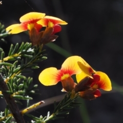 Dillwynia phylicoides at Aranda, ACT - 1 Oct 2015 08:44 AM