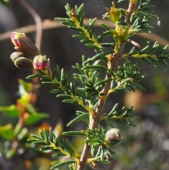 Dillwynia phylicoides at Aranda, ACT - 1 Oct 2015