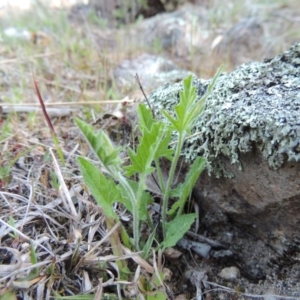 Convolvulus angustissimus subsp. angustissimus at Conder, ACT - 26 Sep 2015 06:37 PM