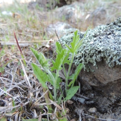 Convolvulus angustissimus subsp. angustissimus (Australian Bindweed) at Rob Roy Range - 26 Sep 2015 by michaelb