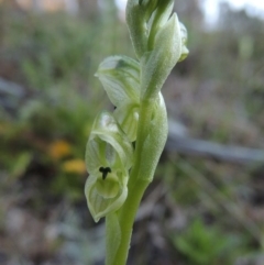 Hymenochilus cycnocephalus (Swan greenhood) at Rob Roy Range - 26 Sep 2015 by michaelb