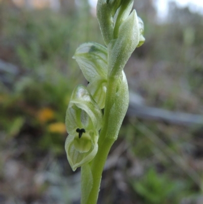Hymenochilus cycnocephalus (Swan greenhood) at Conder, ACT - 26 Sep 2015 by MichaelBedingfield