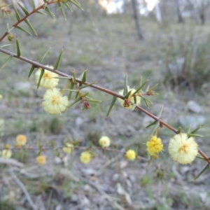 Acacia ulicifolia at Conder, ACT - 26 Sep 2015