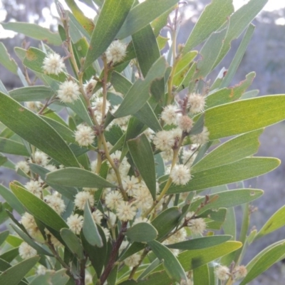 Acacia melanoxylon (Blackwood) at Rob Roy Range - 26 Sep 2015 by michaelb