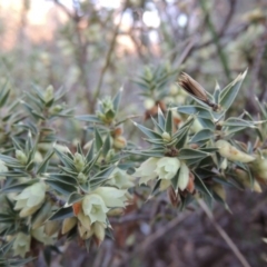 Melichrus urceolatus (Urn Heath) at Conder, ACT - 26 Sep 2015 by MichaelBedingfield