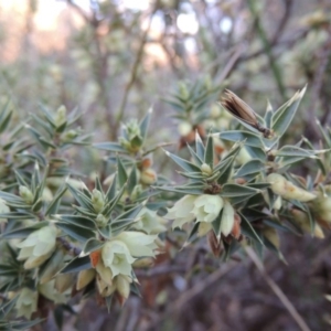 Melichrus urceolatus at Conder, ACT - 26 Sep 2015