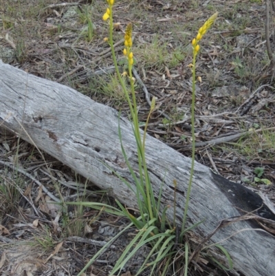 Bulbine glauca (Rock Lily) at Conder, ACT - 26 Sep 2015 by MichaelBedingfield