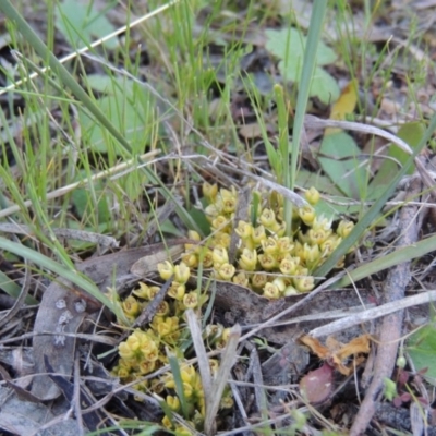 Lomandra bracteata (Small Matrush) at Conder, ACT - 26 Sep 2015 by MichaelBedingfield