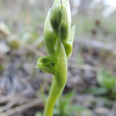 Hymenochilus cycnocephalus (Swan greenhood) at Conder, ACT - 26 Sep 2015 by MichaelBedingfield