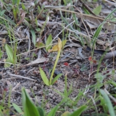 Ophioglossum lusitanicum subsp. coriaceum (Austral Adder's Tongue) at Rob Roy Range - 26 Sep 2015 by michaelb