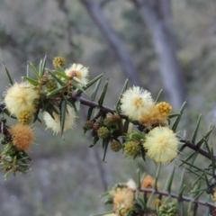 Acacia ulicifolia (Prickly Moses) at Conder, ACT - 26 Sep 2015 by michaelb