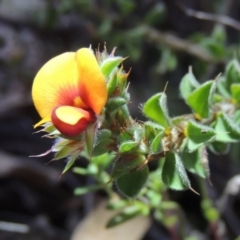 Pultenaea procumbens (Bush Pea) at Rob Roy Range - 26 Sep 2015 by michaelb