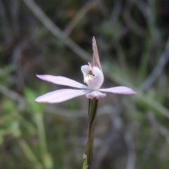 Caladenia fuscata (Dusky Fingers) at Conder, ACT - 26 Sep 2015 by michaelb