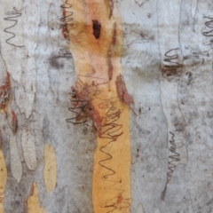 Eucalyptus rossii (Inland Scribbly Gum) at Conder, ACT - 26 Sep 2015 by MichaelBedingfield