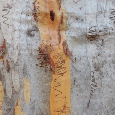 Eucalyptus rossii (Inland Scribbly Gum) at Rob Roy Range - 26 Sep 2015 by michaelb