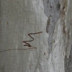 Eucalyptus rossii at Conder, ACT - 26 Sep 2015