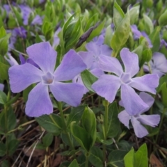 Vinca major (Blue Periwinkle) at Tharwa, ACT - 28 Sep 2015 by michaelb