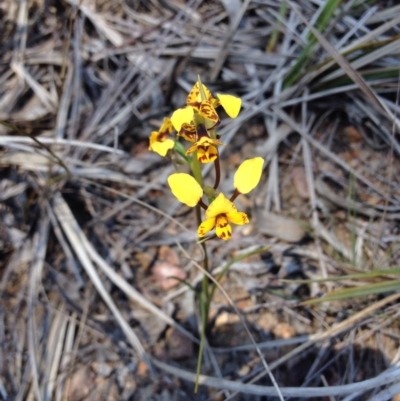 Diuris nigromontana (Black Mountain Leopard Orchid) at Bruce, ACT - 2 Oct 2015 by BethanyDunne