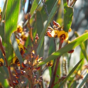 Daviesia mimosoides subsp. mimosoides at Bullen Range - 2 Oct 2015