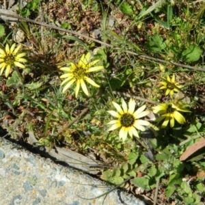 Arctotheca calendula at Kambah Pool - 2 Oct 2015 12:36 PM