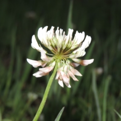 Trifolium repens (White Clover) at Tharwa, ACT - 28 Sep 2015 by michaelb