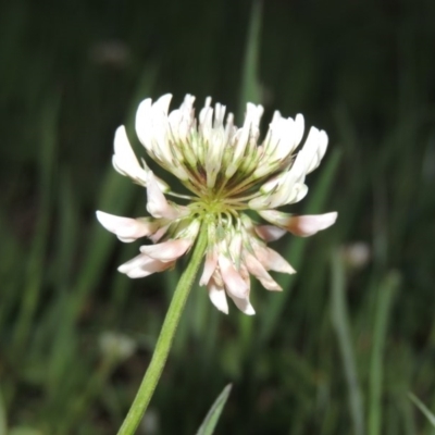 Trifolium repens (White Clover) at Tharwa, ACT - 28 Sep 2015 by MichaelBedingfield