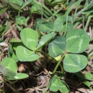 Trifolium repens at Tharwa, ACT - 28 Sep 2015 07:28 PM