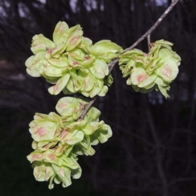 Ulmus procera (English Elm) at Tharwa, ACT - 28 Sep 2015 by MichaelBedingfield