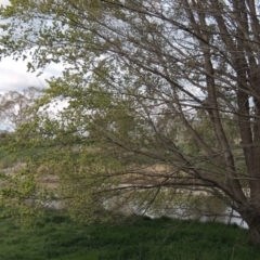 Ulmus procera at Tharwa, ACT - 28 Sep 2015