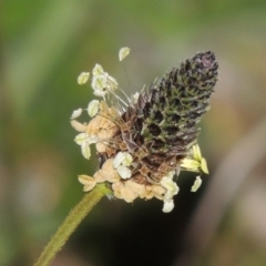 Plantago lanceolata (Ribwort Plantain, Lamb's Tongues) at Point Hut to Tharwa - 28 Sep 2015 by michaelb