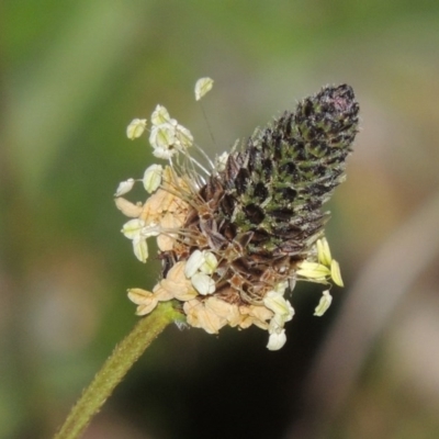 Plantago lanceolata (Ribwort Plantain, Lamb's Tongues) at Paddys River, ACT - 28 Sep 2015 by MichaelBedingfield