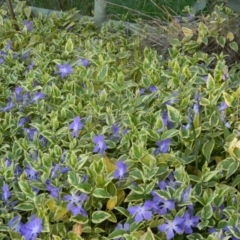 Vinca major (Blue Periwinkle) at Fadden, ACT - 3 Oct 2015 by ArcherCallaway