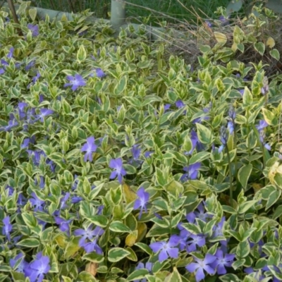 Vinca major (Blue Periwinkle) at Wanniassa Hill - 2 Oct 2015 by RyuCallaway