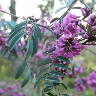 Indigofera australis subsp. australis (Australian Indigo) at Fadden, ACT - 3 Oct 2015 by ArcherCallaway