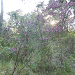 Indigofera australis subsp. australis at Fadden, ACT - 3 Oct 2015